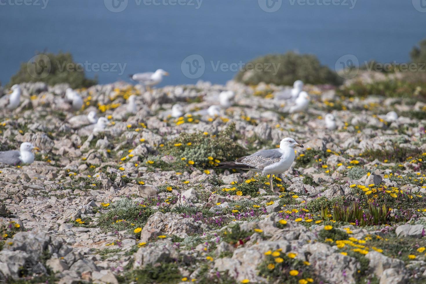 Young seagulls near the cliffs photo