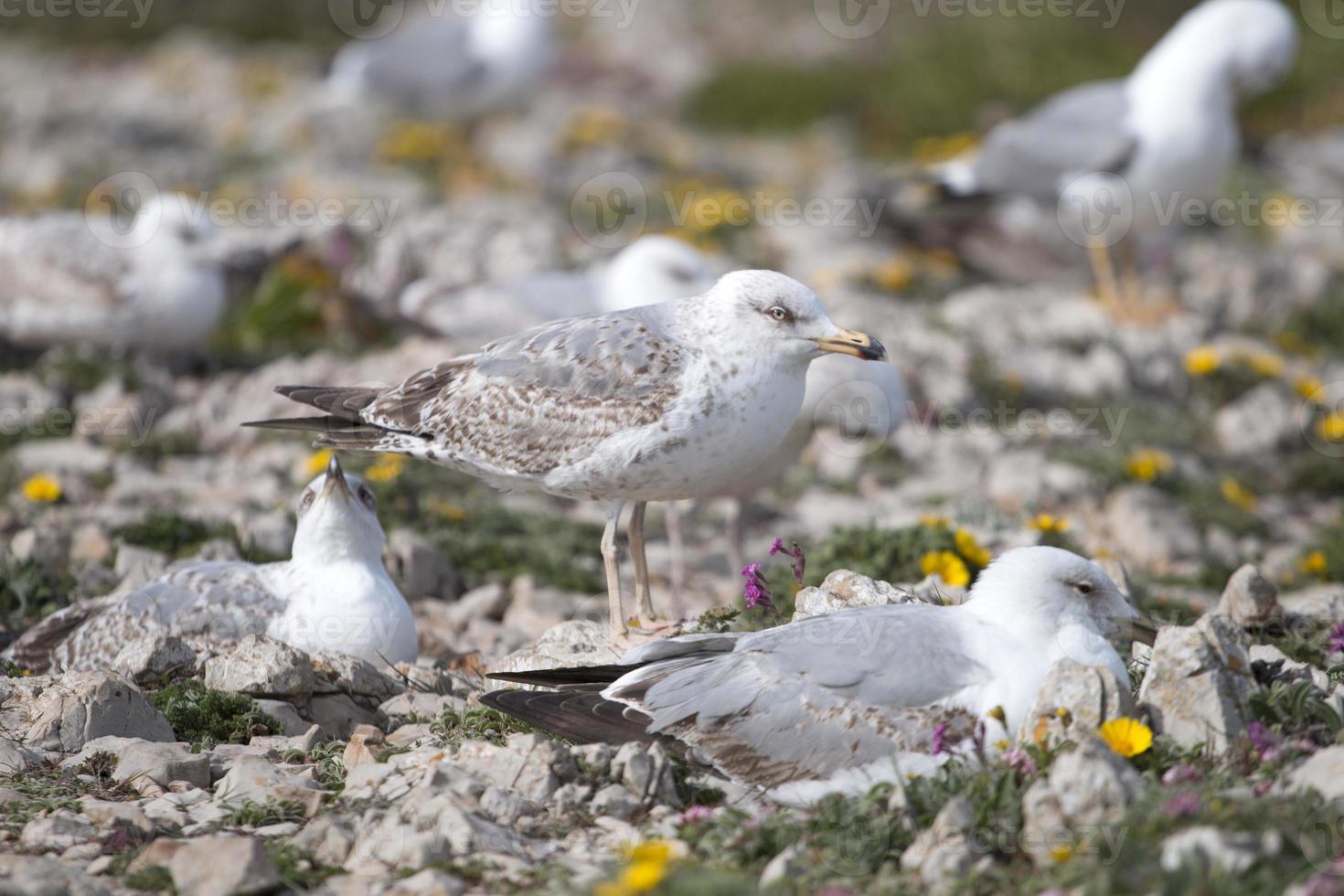 Gaviotas jóvenes cerca de los acantilados. foto