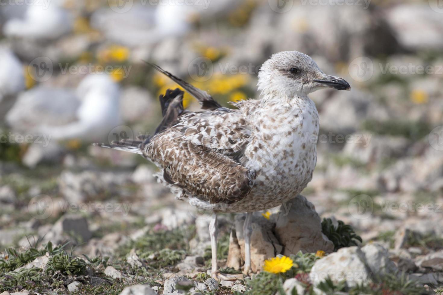 Gaviotas jóvenes cerca de los acantilados. foto