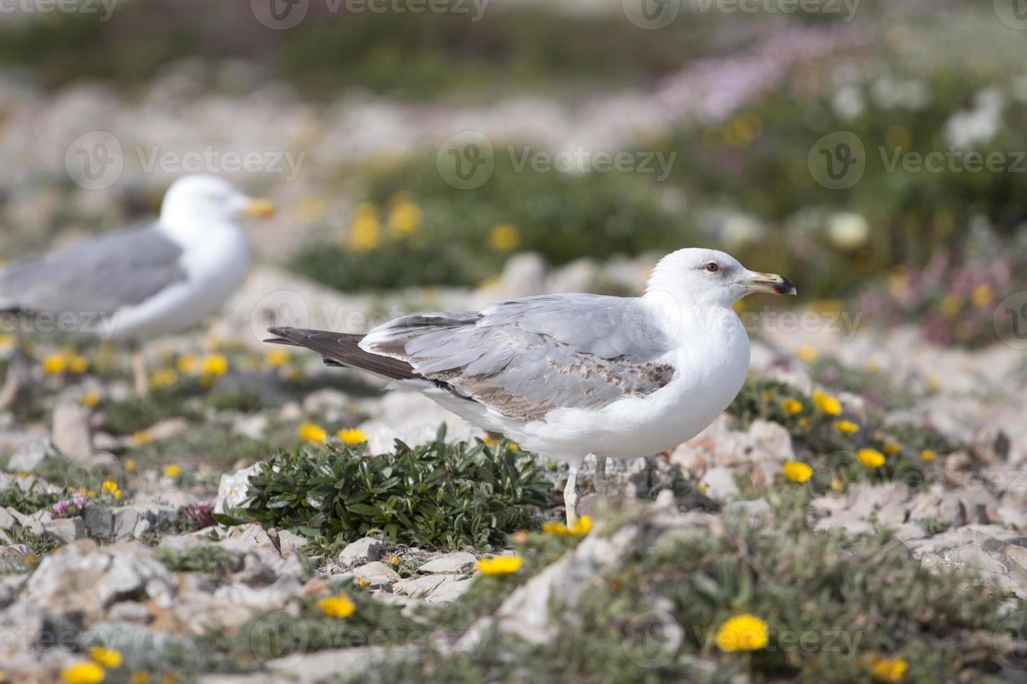 Gaviotas jóvenes cerca de los acantilados. foto