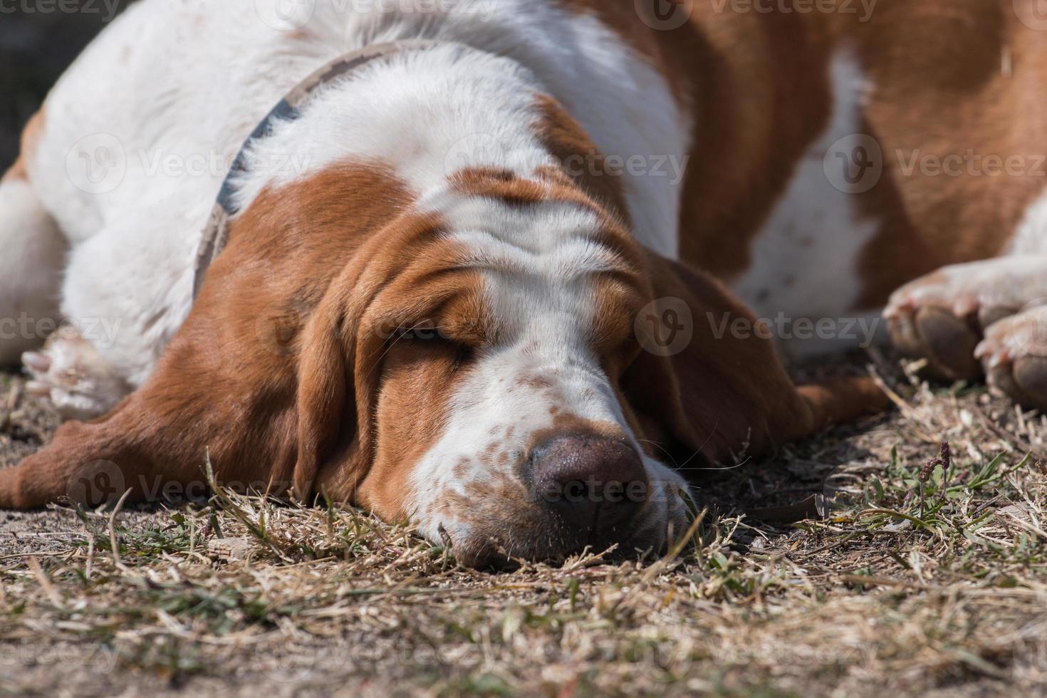 perro basset blanco y marrón foto