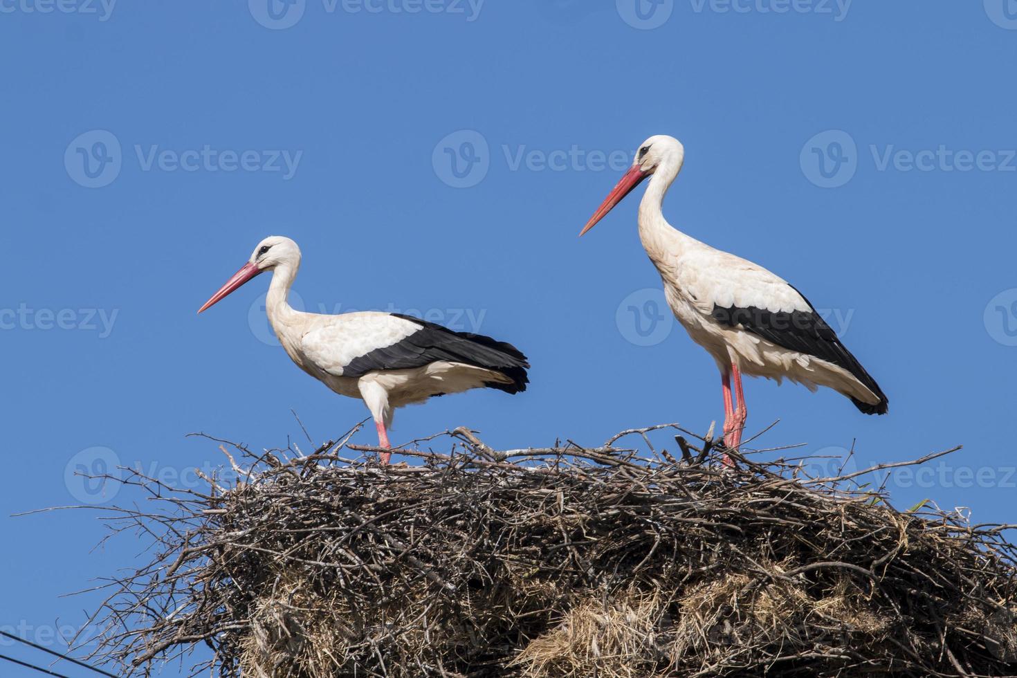 Two white storks on the nest photo