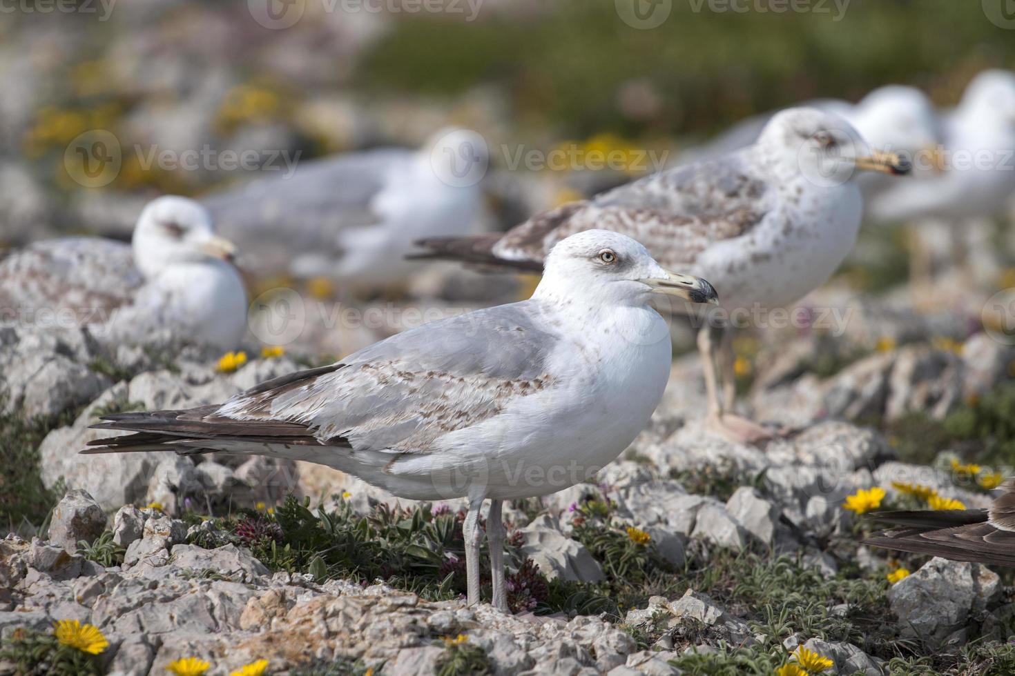 Young seagulls near the cliffs photo