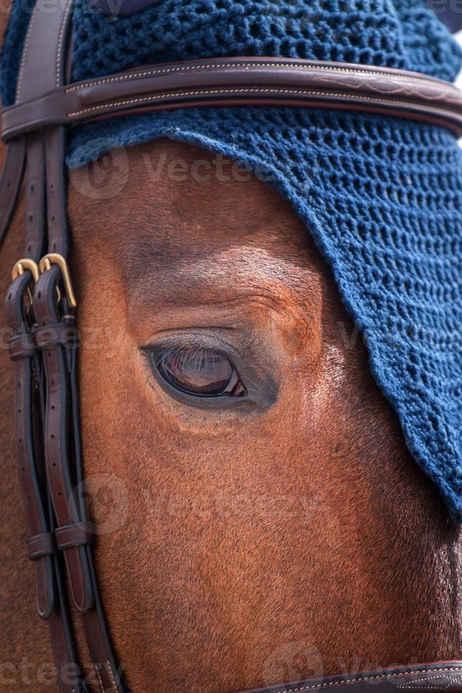 saltando cabeza de caballo foto