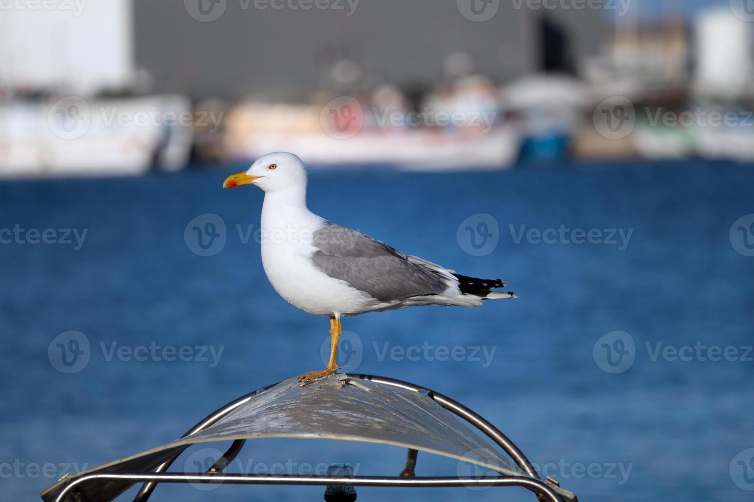 Close up of seagull photo