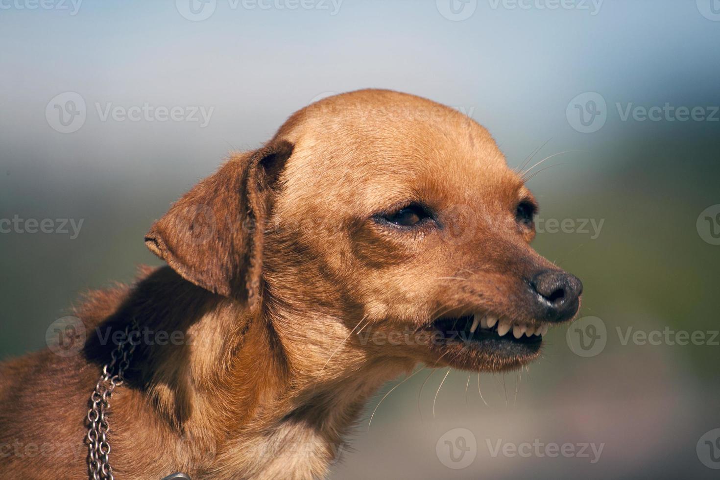 perro con sonrisa extraña foto