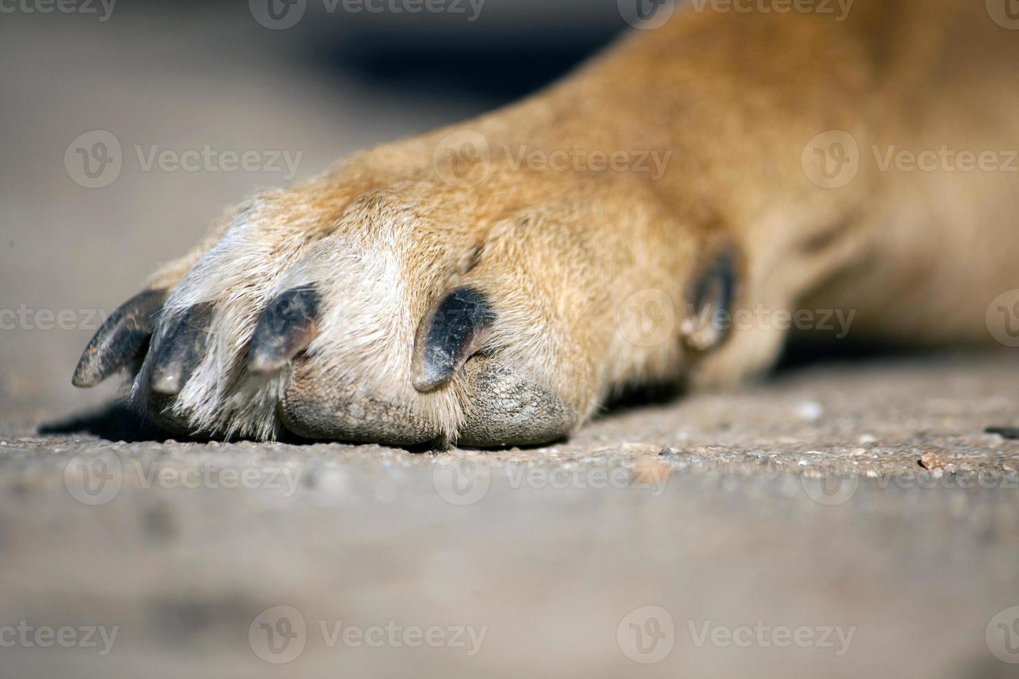 dirty paw of dog photo