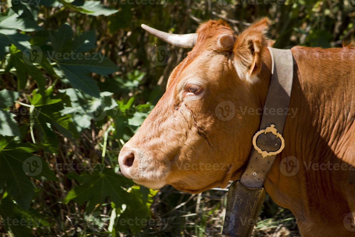 vaca marrón domesticada foto