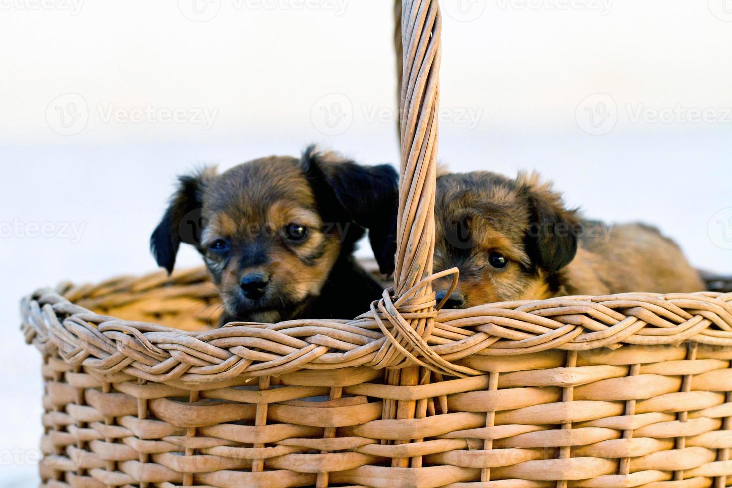 domestic dogs on the basket photo