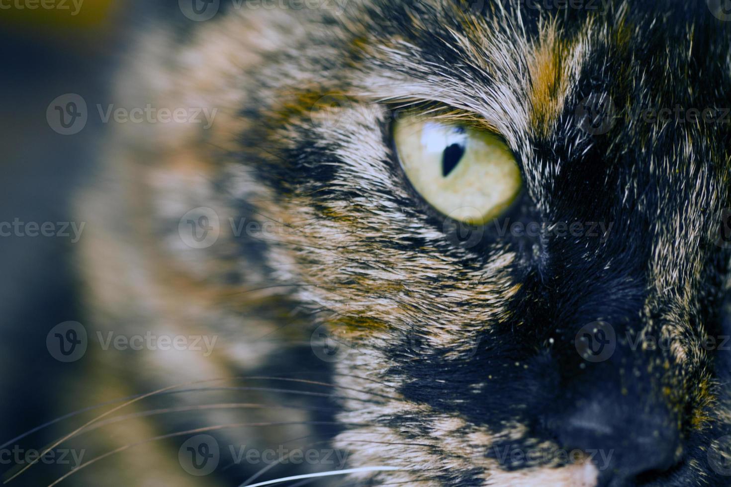 detalle de ojo de gato foto