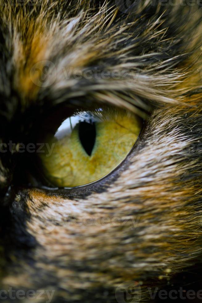 detalle de ojo de gato foto