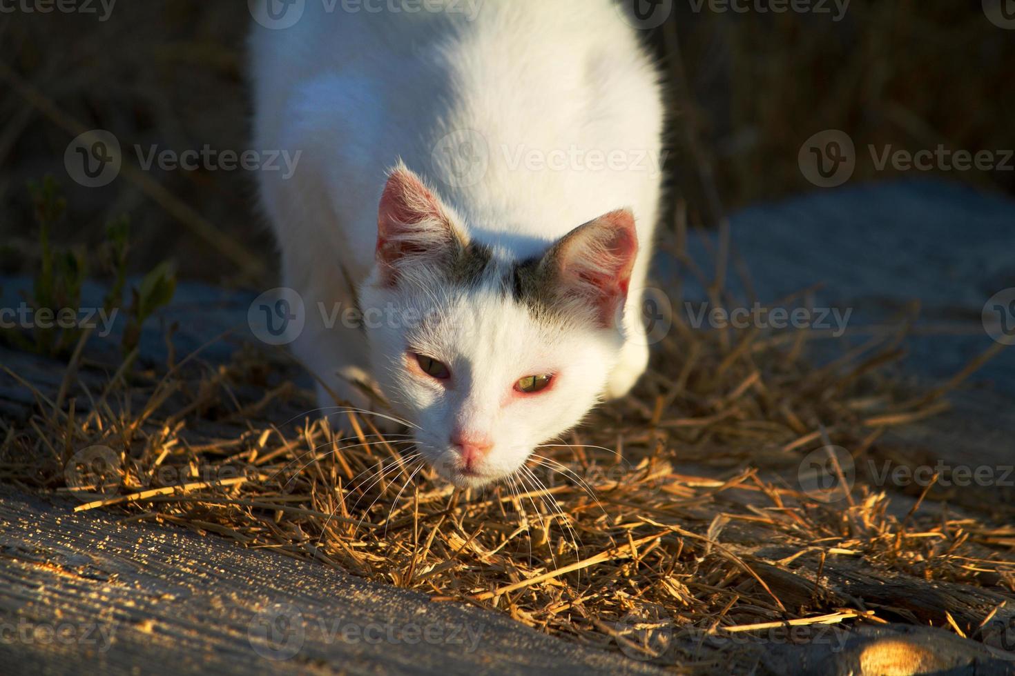 hermosa caza de gatos domésticos foto