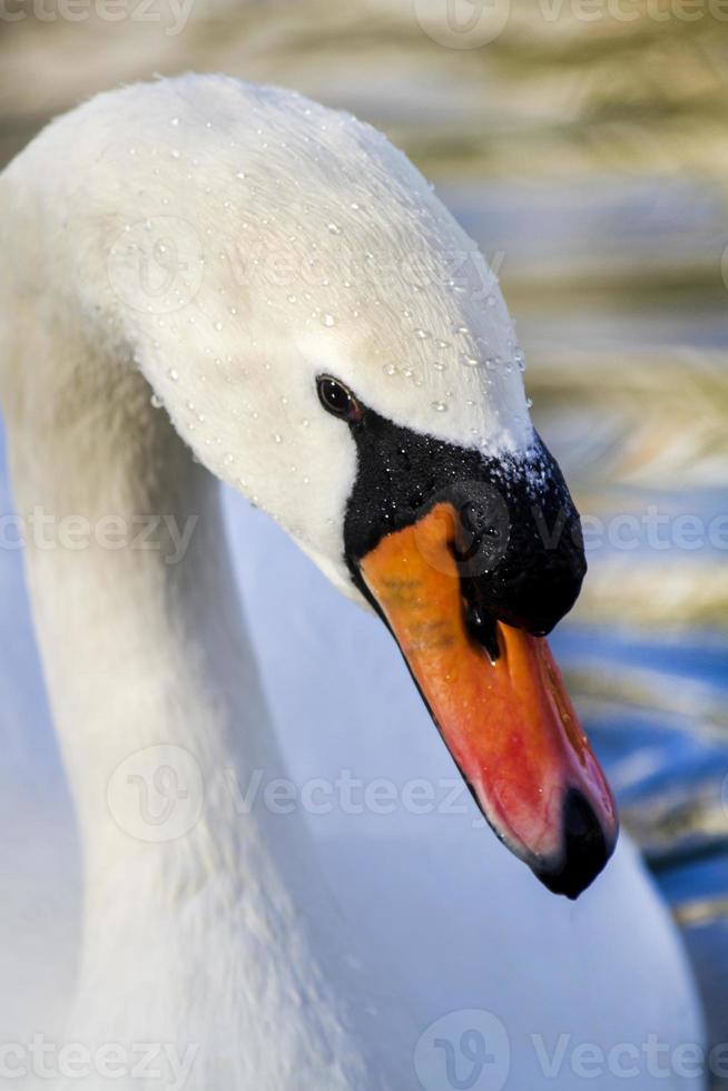 hermoso cisne blanco nadando en el lago foto