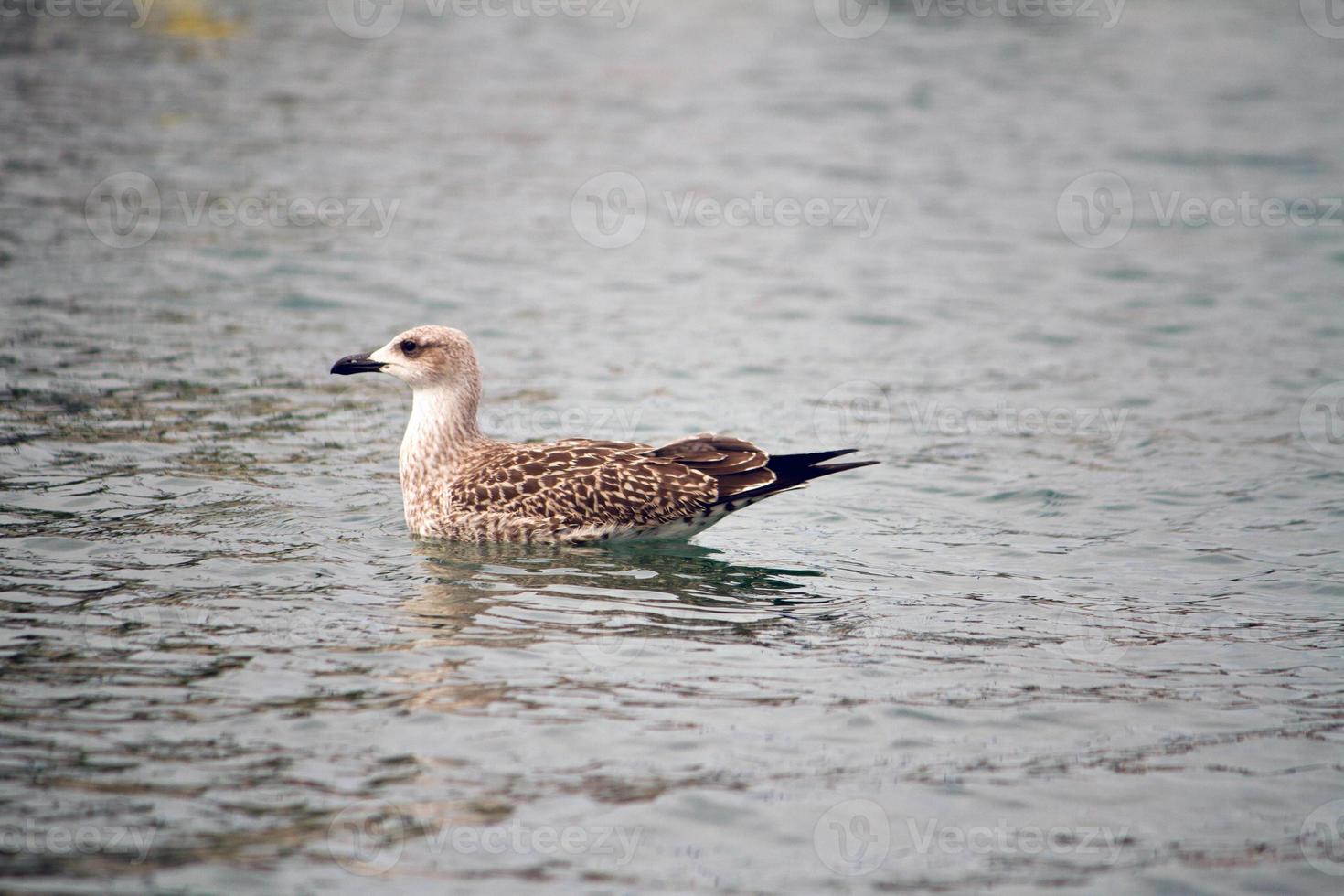 seagull on the water photo