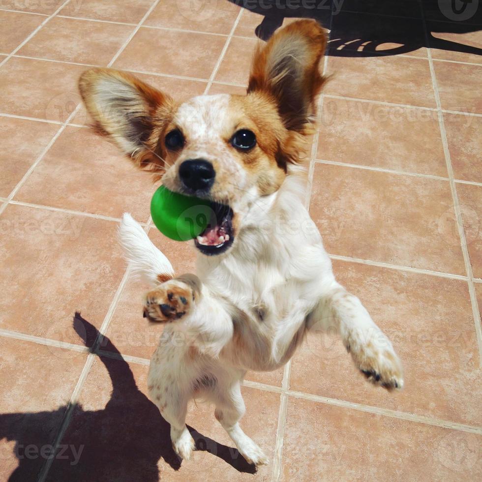 playing with dog photo