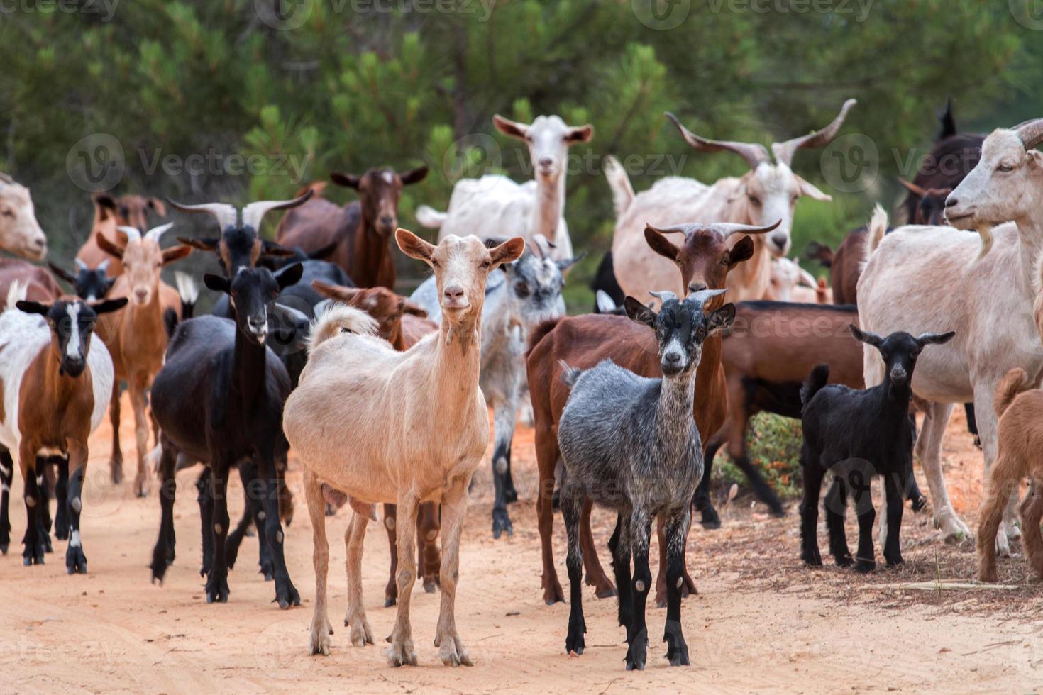 A herd of goats photo