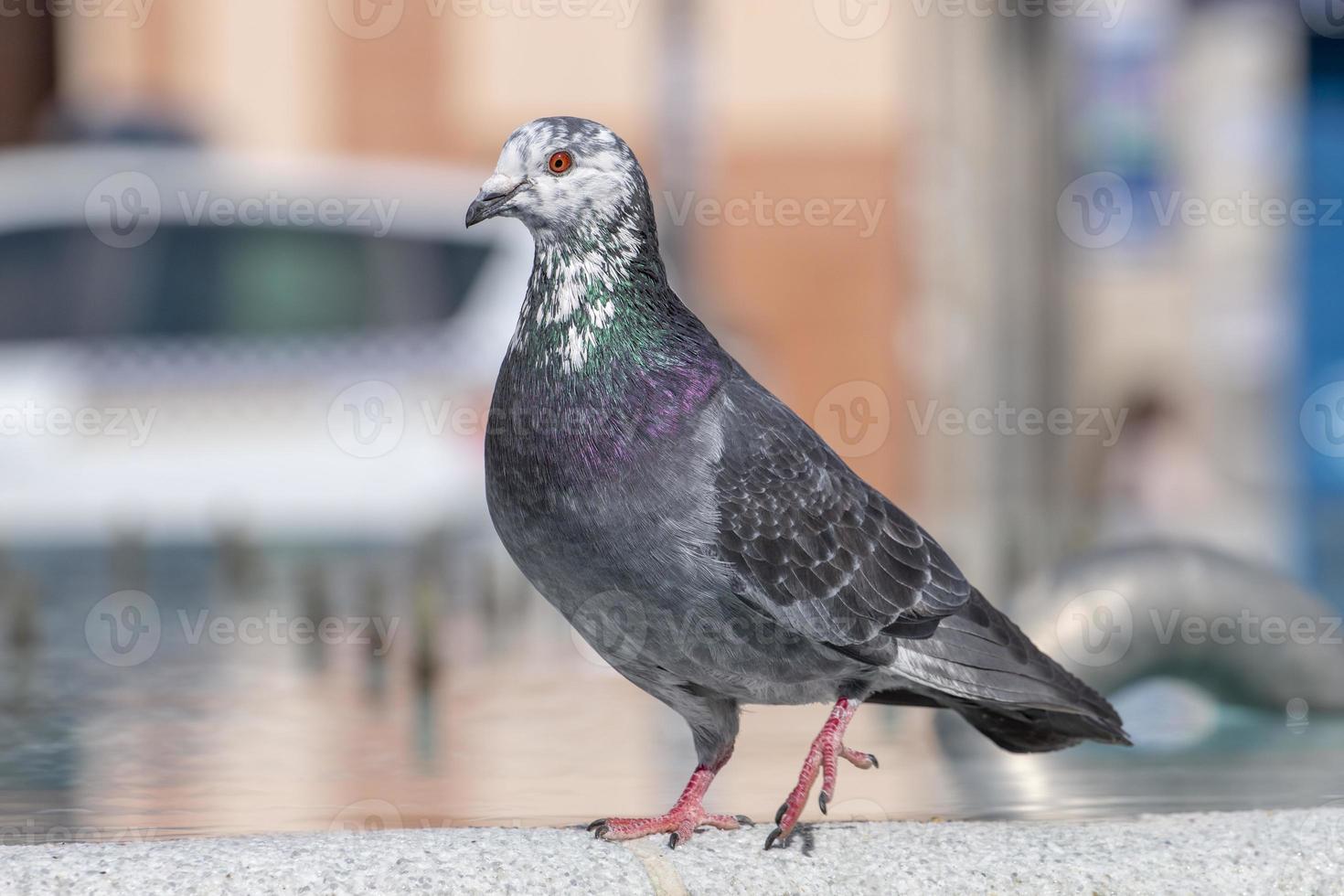 curious pigeon on a fountain photo