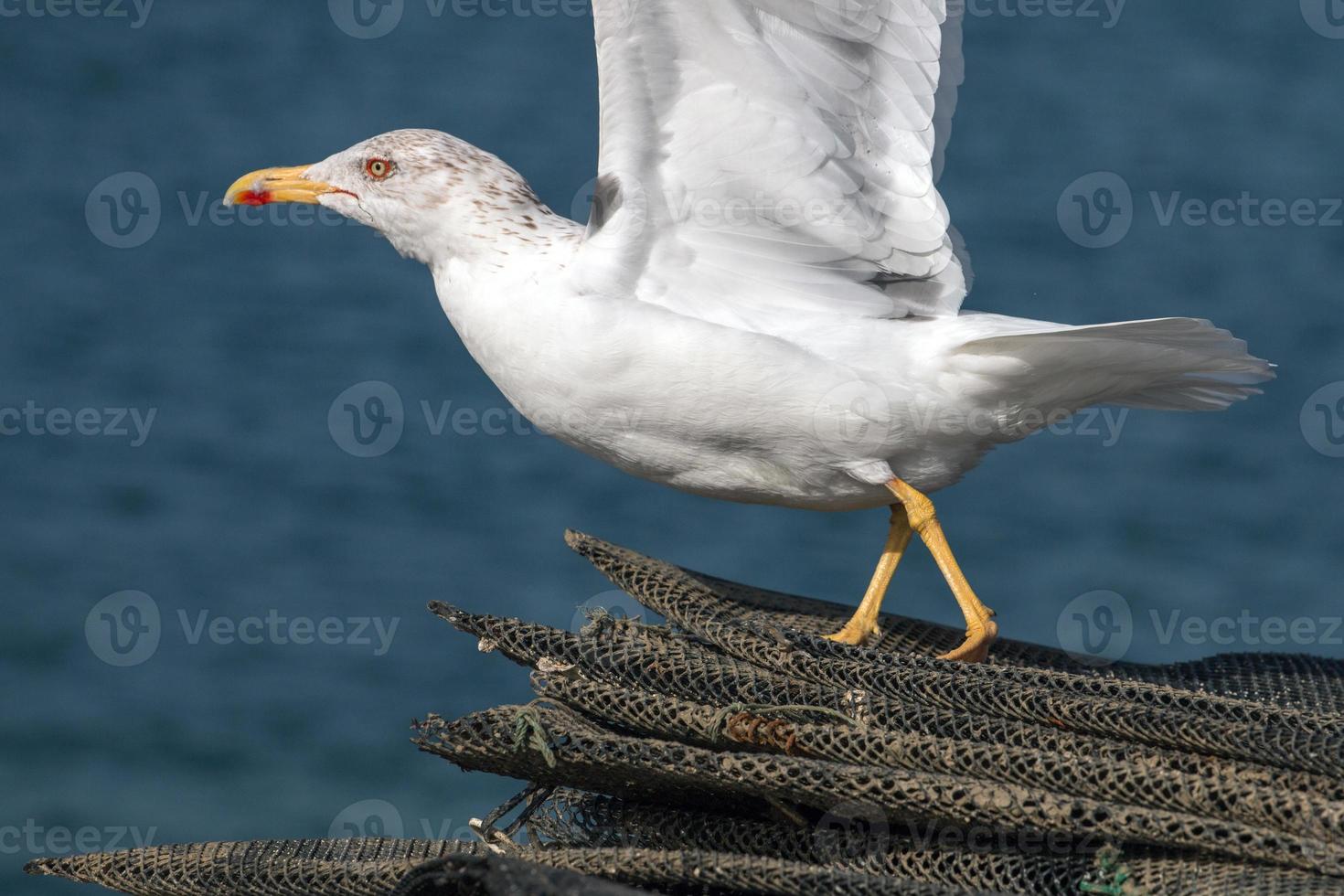 gaviota en la orilla del mar foto