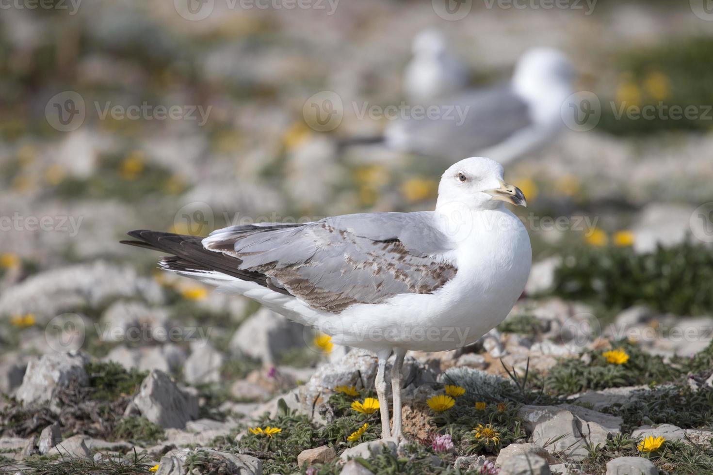 Gaviotas jóvenes cerca de los acantilados. foto