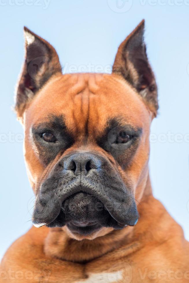 Retrato de una hermosa raza de perro boxer foto