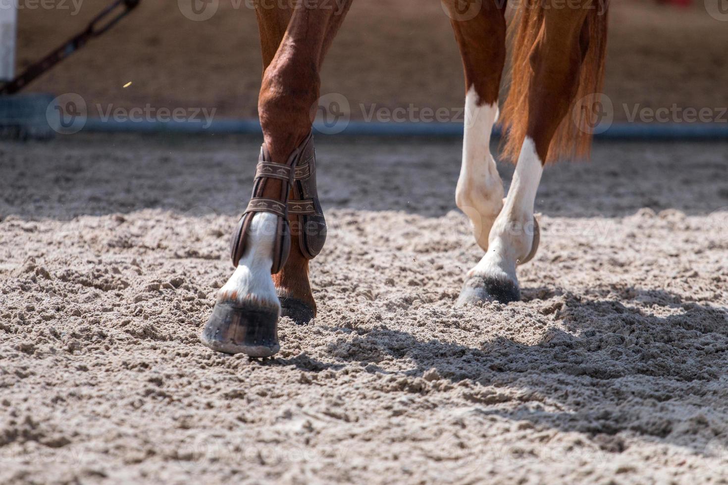horse legs on dirt photo