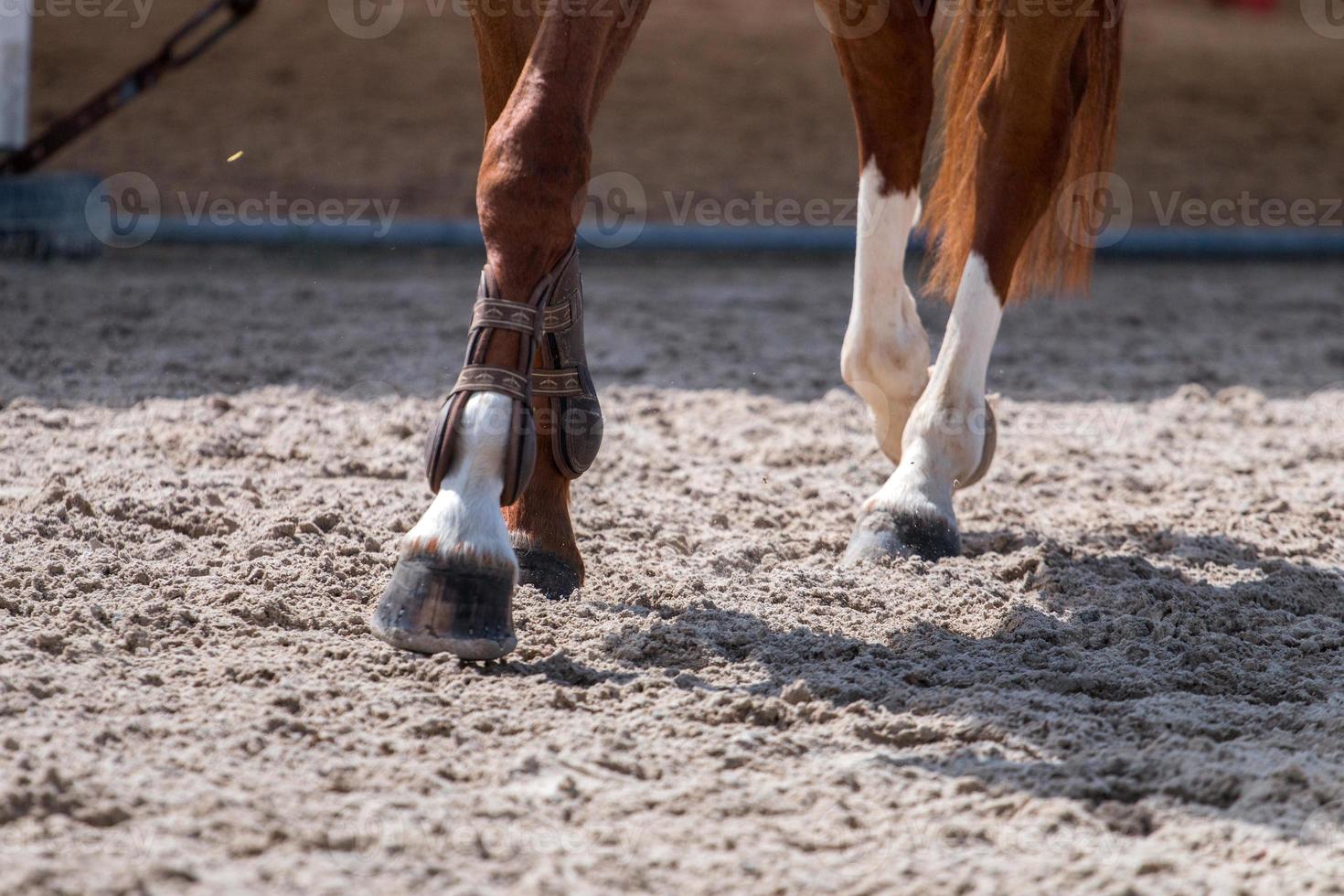 patas de caballo en tierra foto