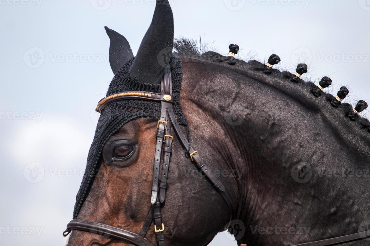 saltando cabeza de caballo foto