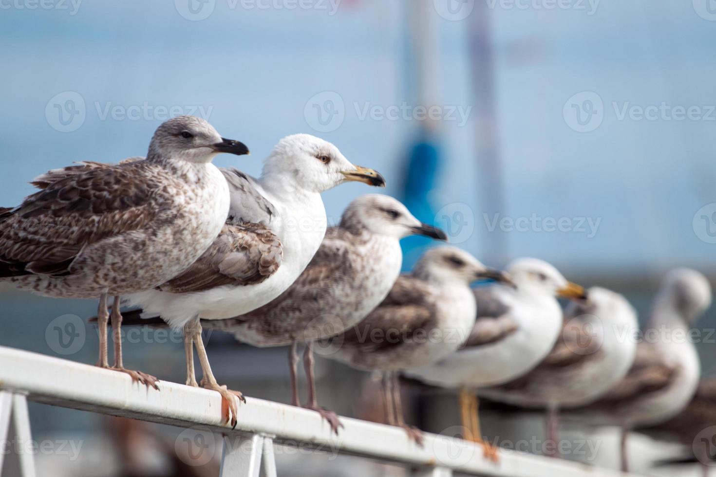 Row of seagulls photo