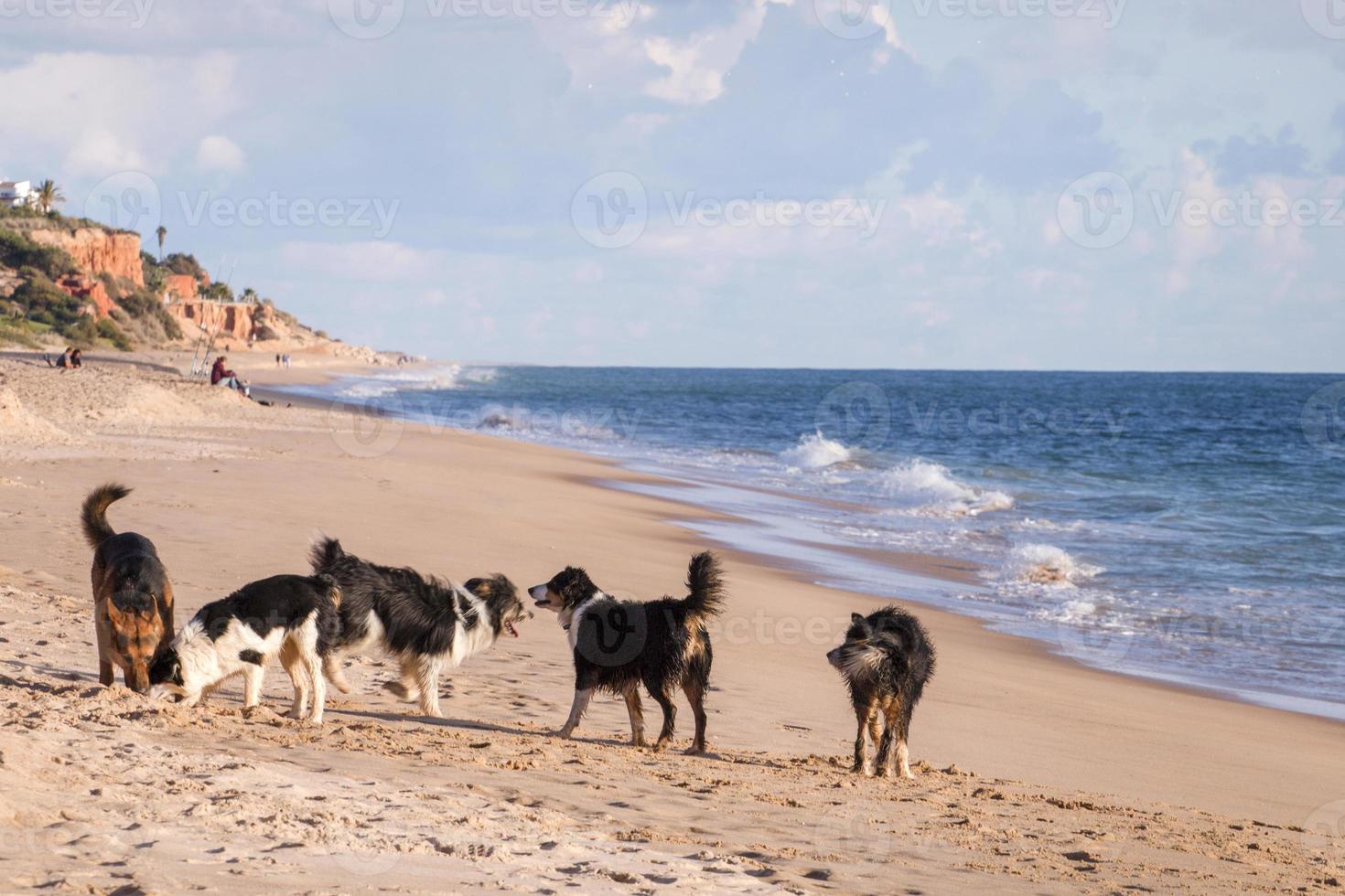 Playful dogs in the beach photo