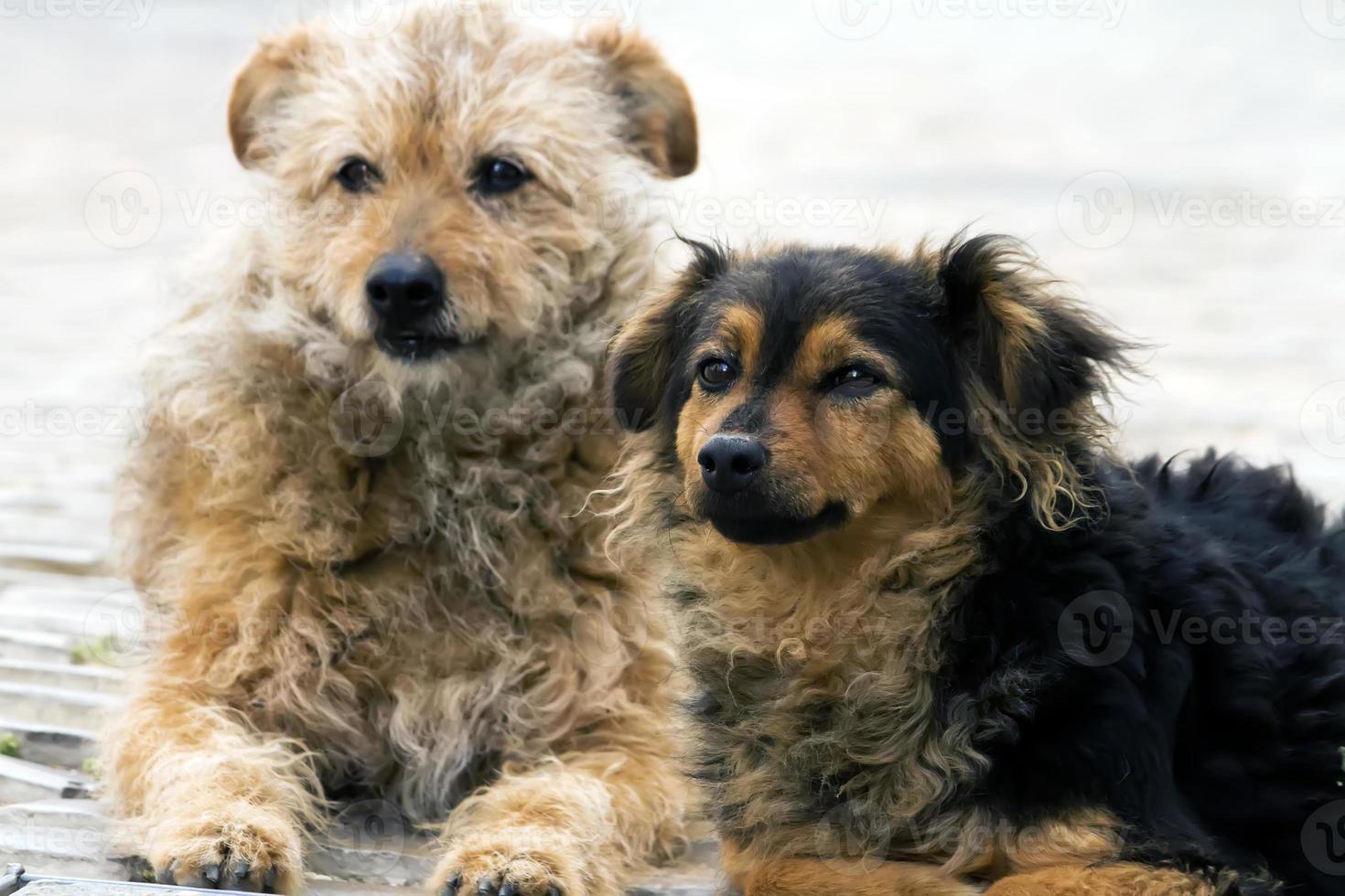 Abandoned street dogs photo