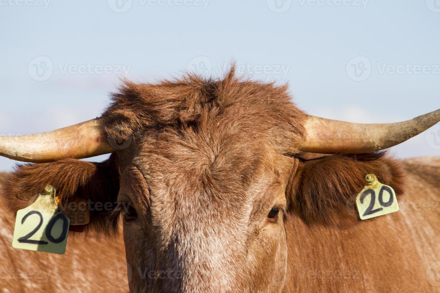 brown cows on arid land photo