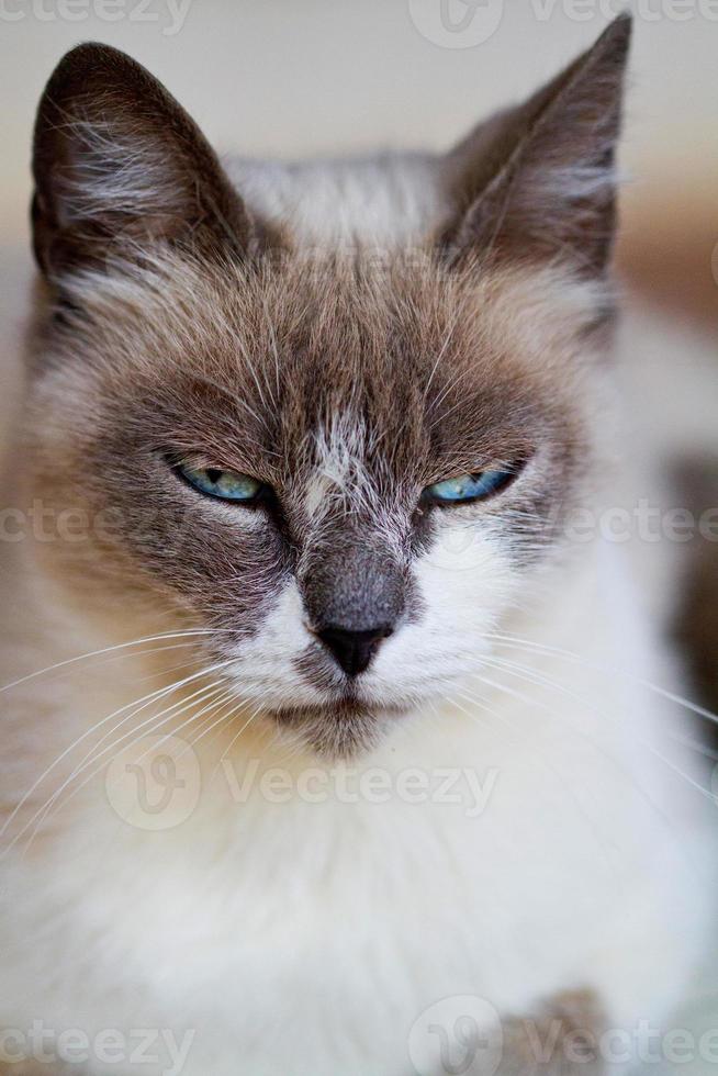 domestic cat head photo