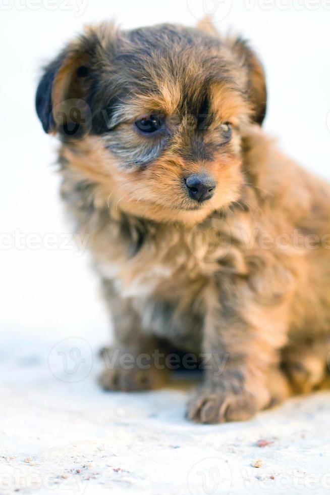 domestic dog closeup photo