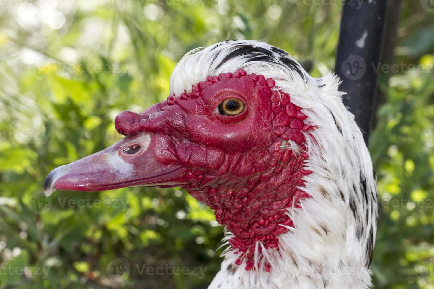 primer plano de pato real foto