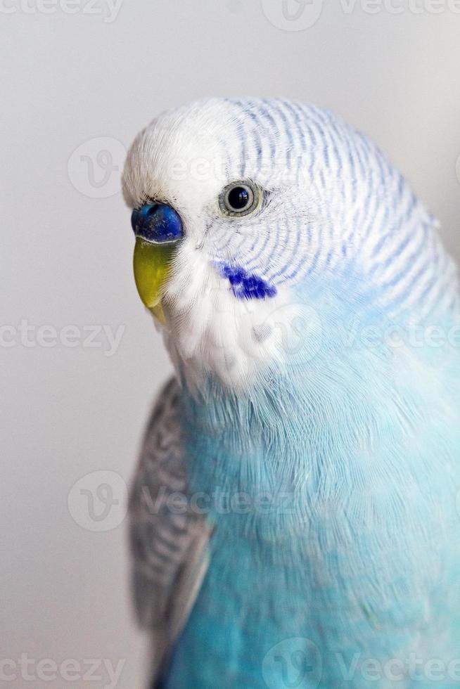 common pet parakeet photo