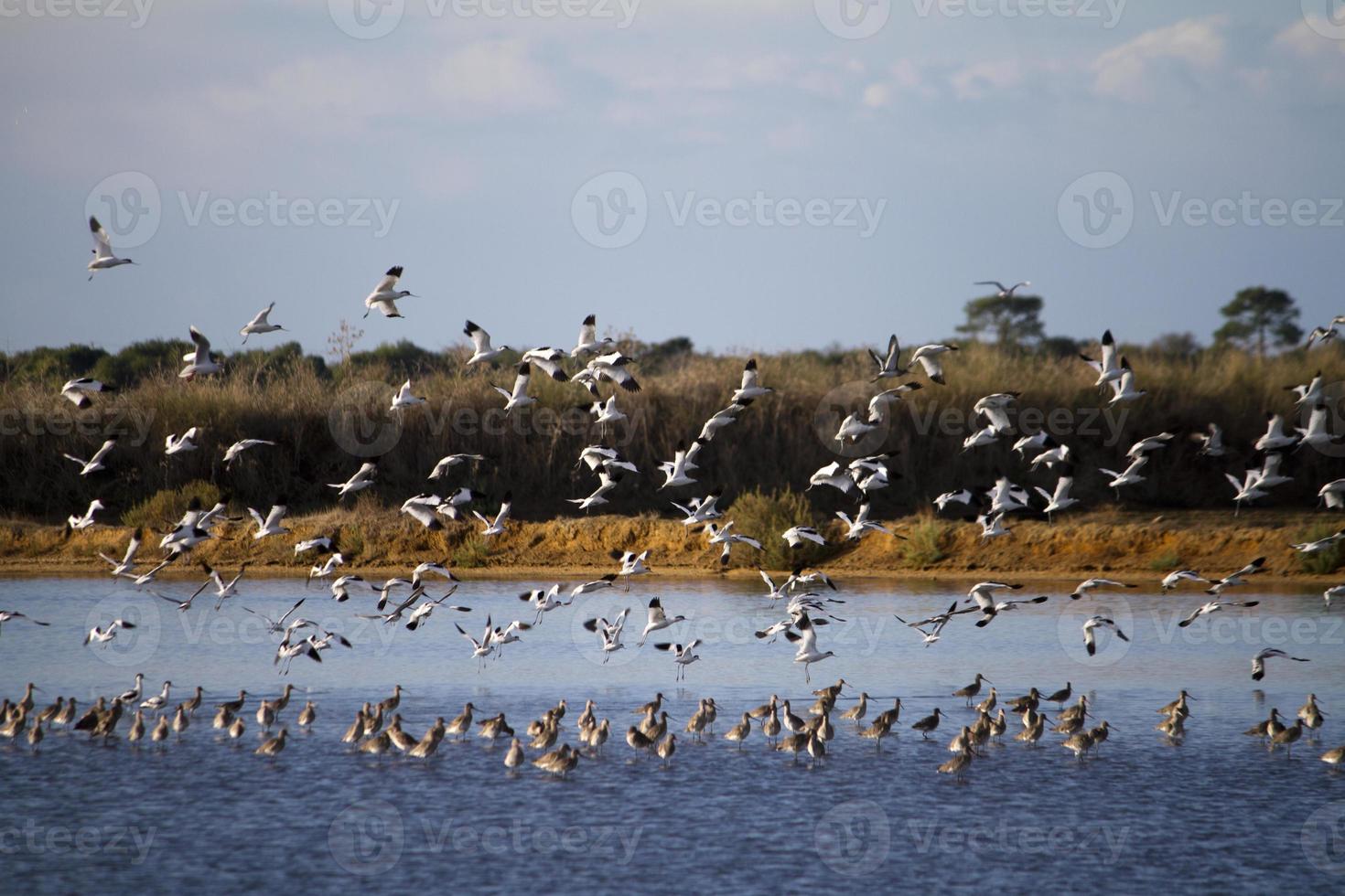 flock of birds flying photo