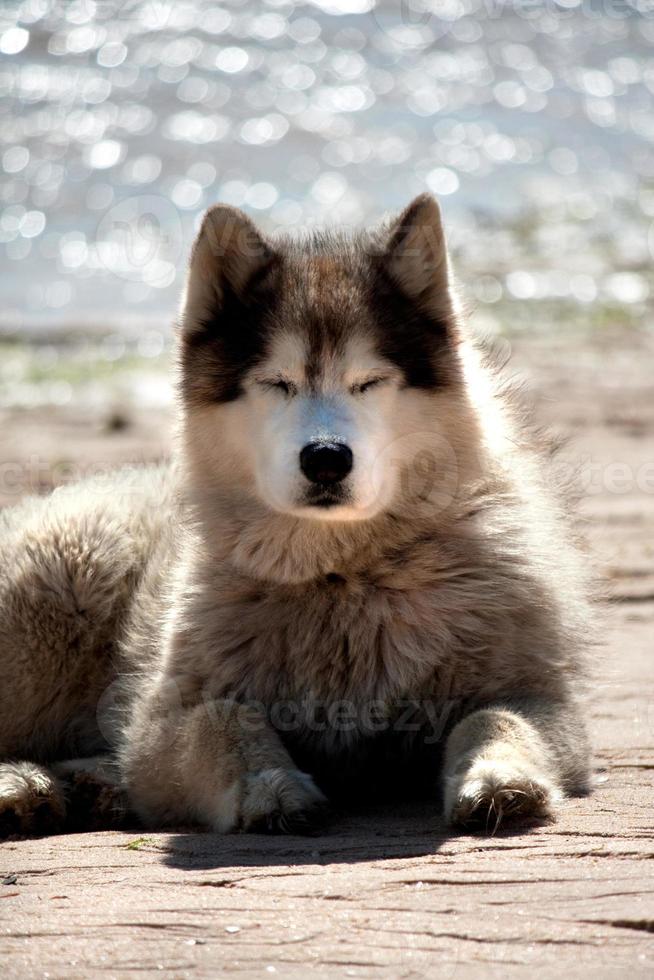 Sleepy dog on the beach photo