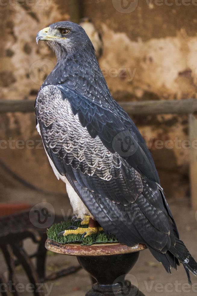 primer plano de pájaro halcón foto