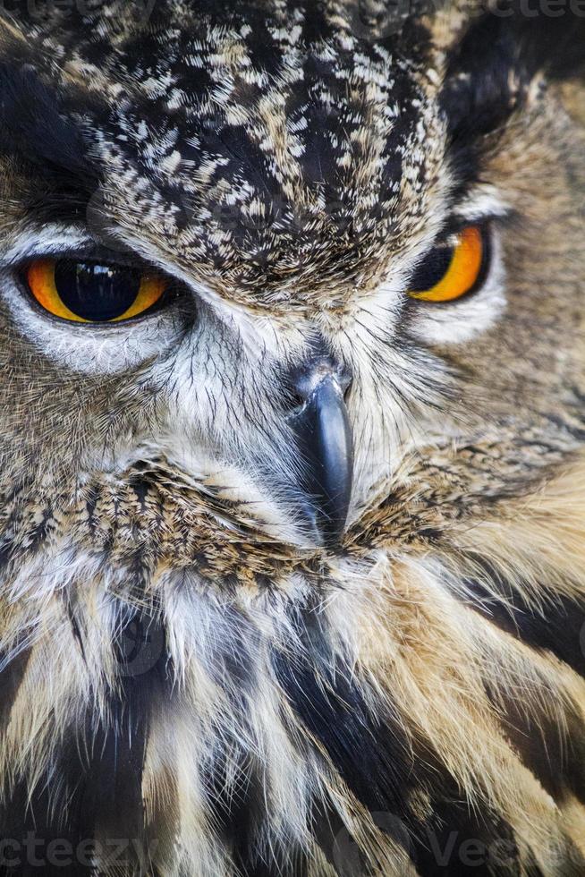 horned owl closeup photo