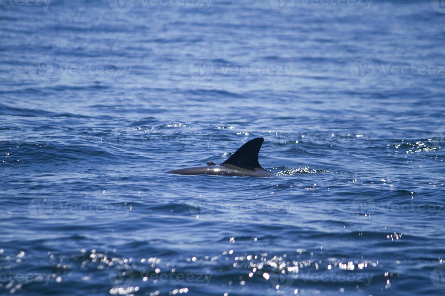 aleta de delfines salvajes en el mar foto