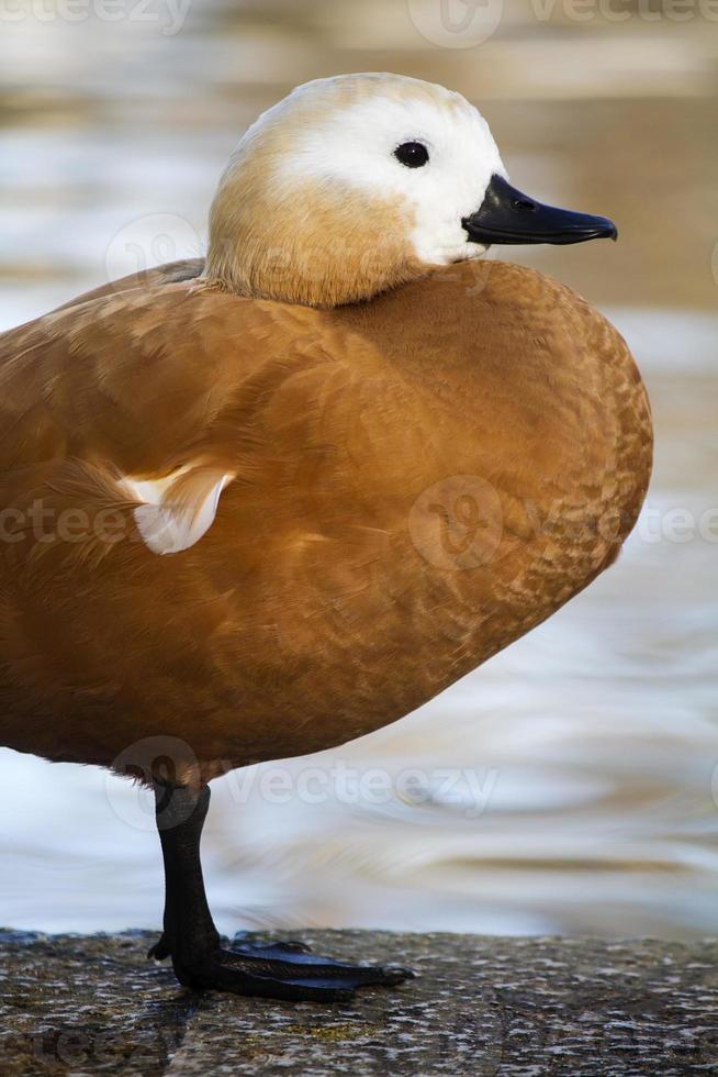 Ruddy Shelduck, Tadorna ferruginea on a park photo