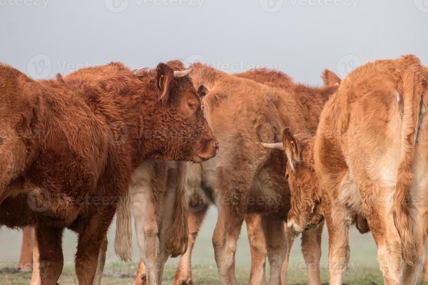 manojo de vacas marrones foto