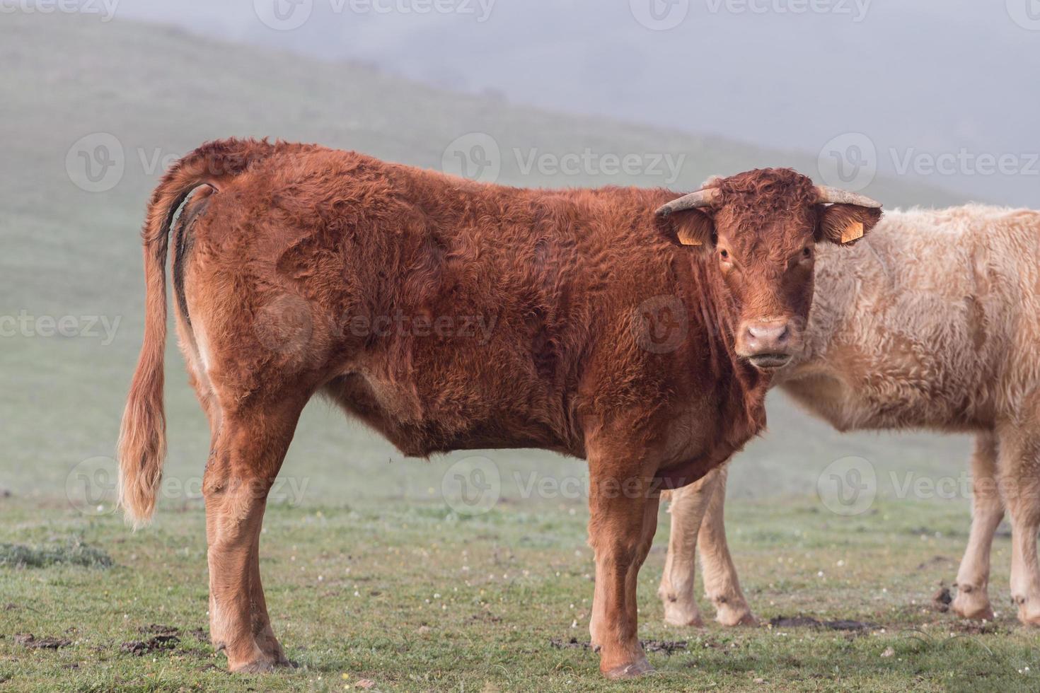 Bunch of brown cows photo