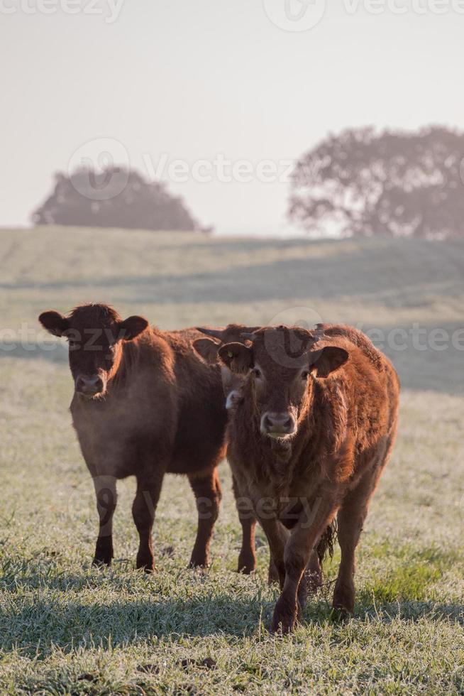 manojo de vacas marrones foto