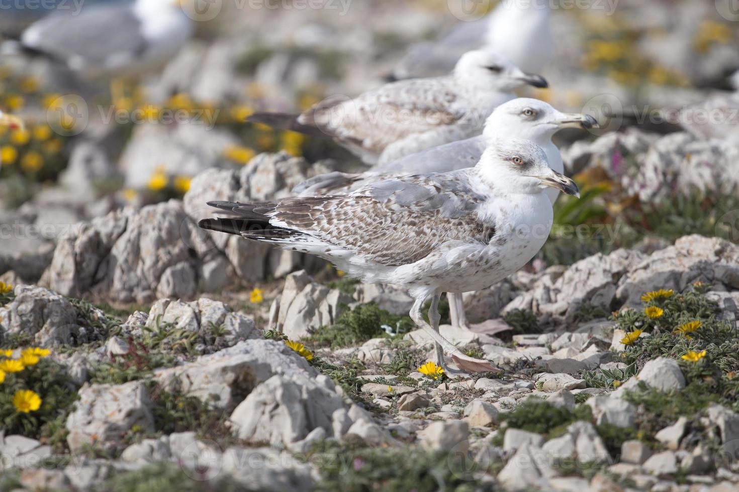 Young seagulls near the cliffs photo