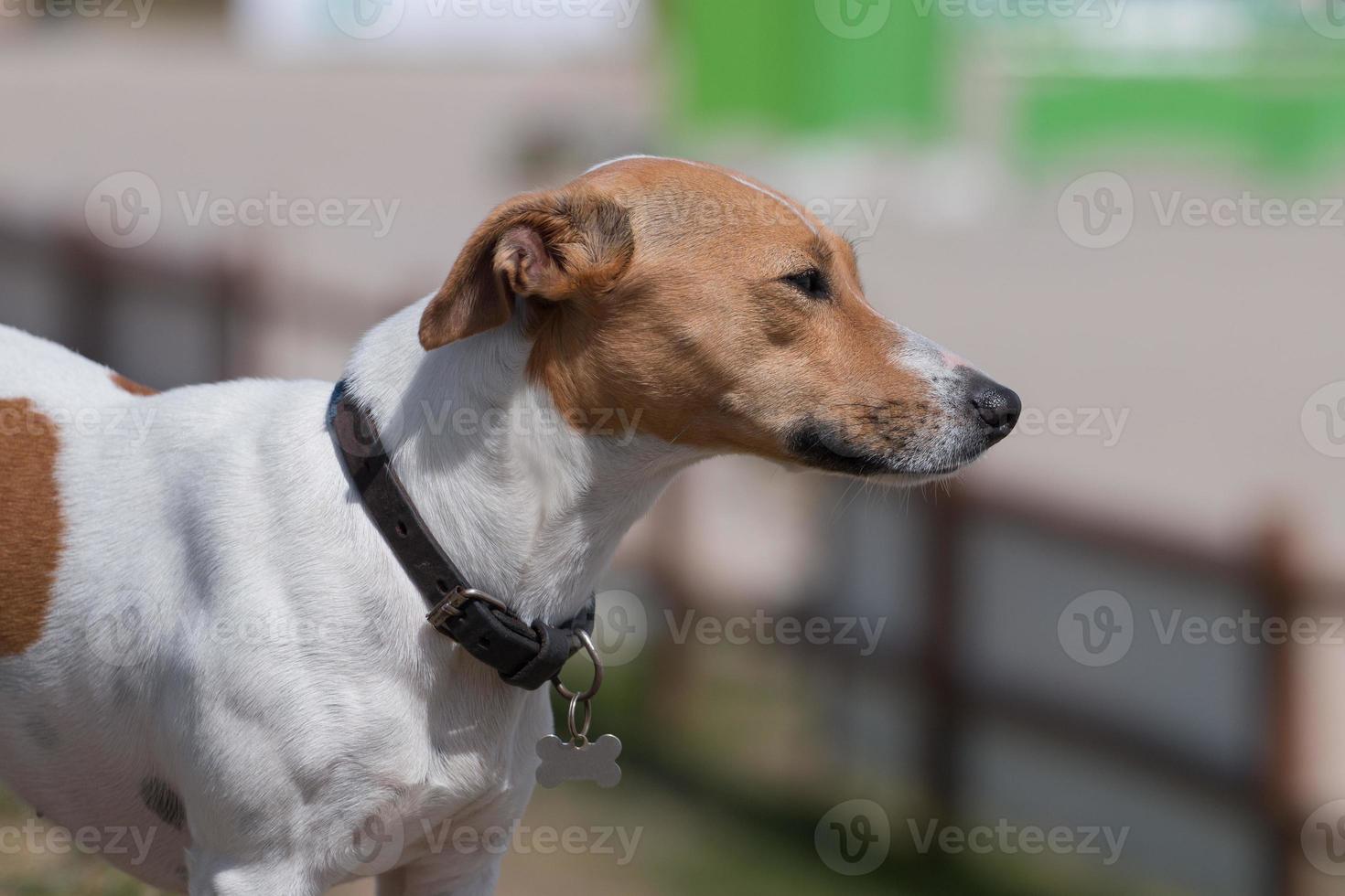 perro jack russell terrier foto