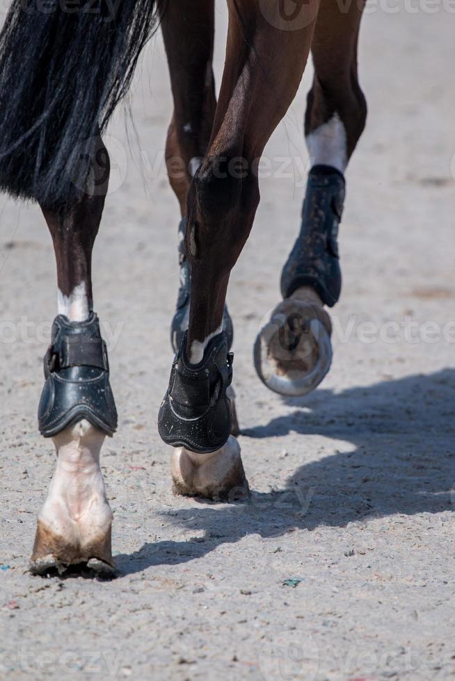 horse legs on dirt photo