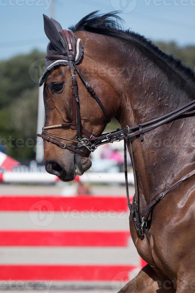 saltando cabeza de caballo foto