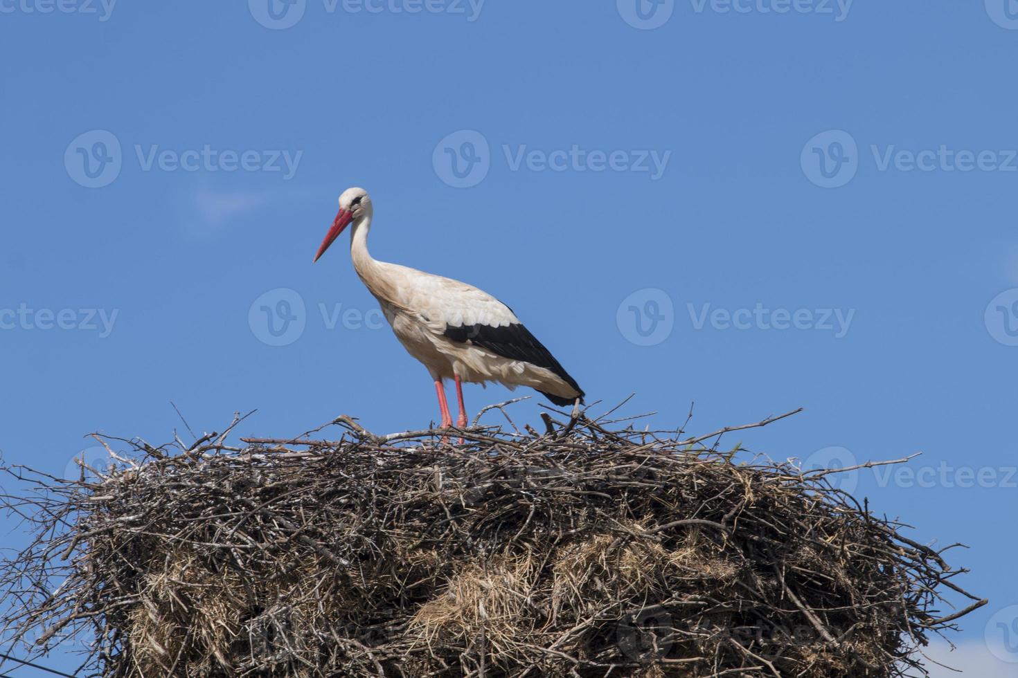 One white stork on the nest photo