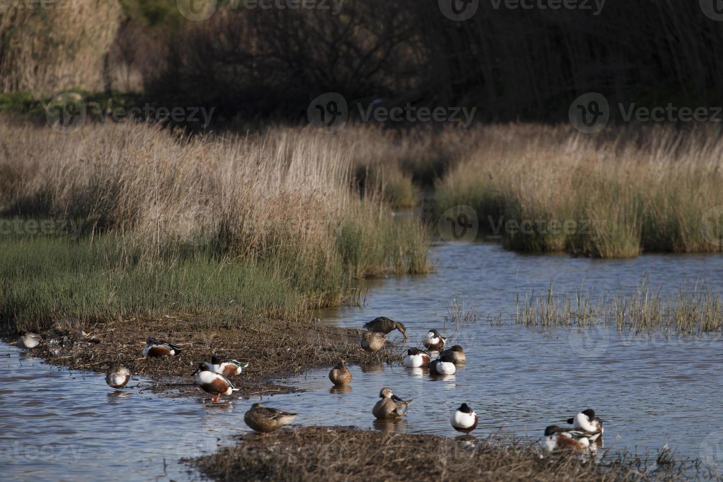 patos en el pantano foto